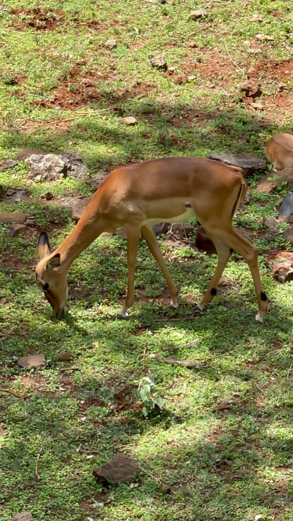 An antelope