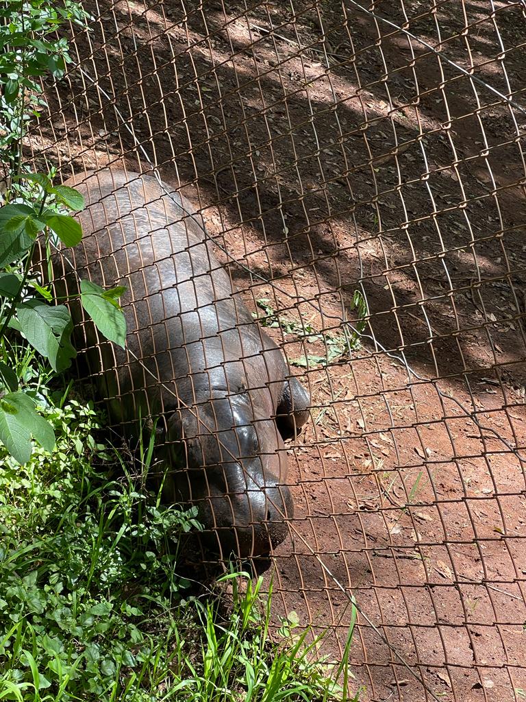 a hippo at the Nairobi Animals Orphanage