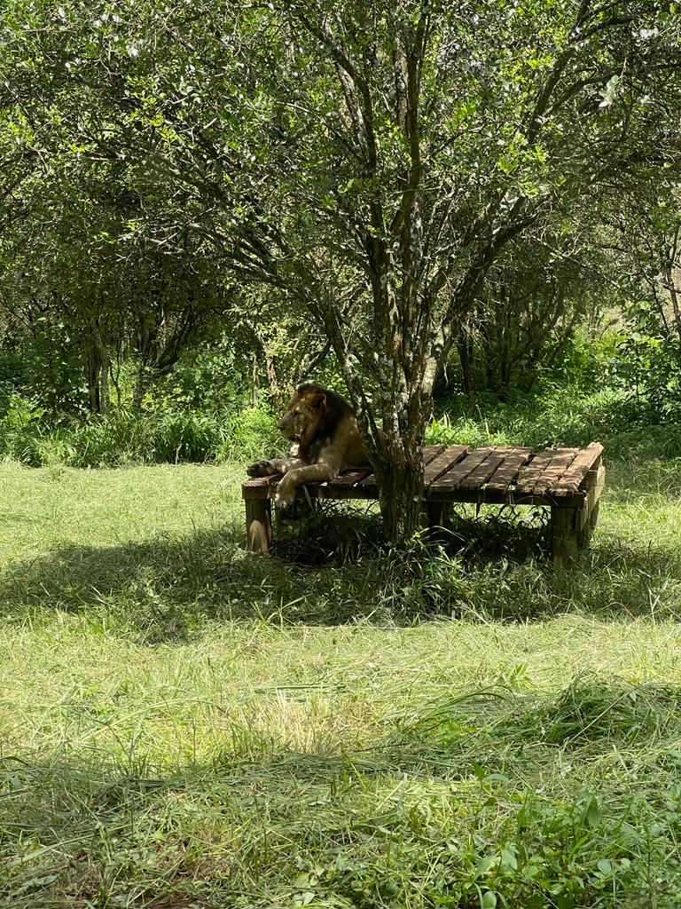 A lion