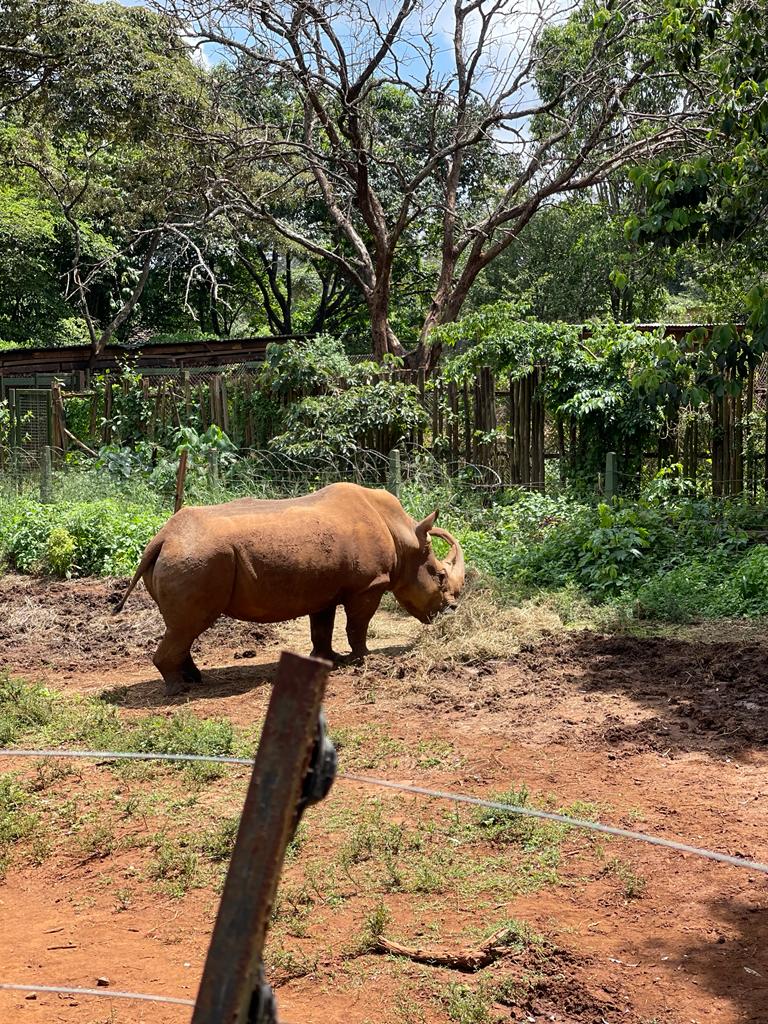 A rhino